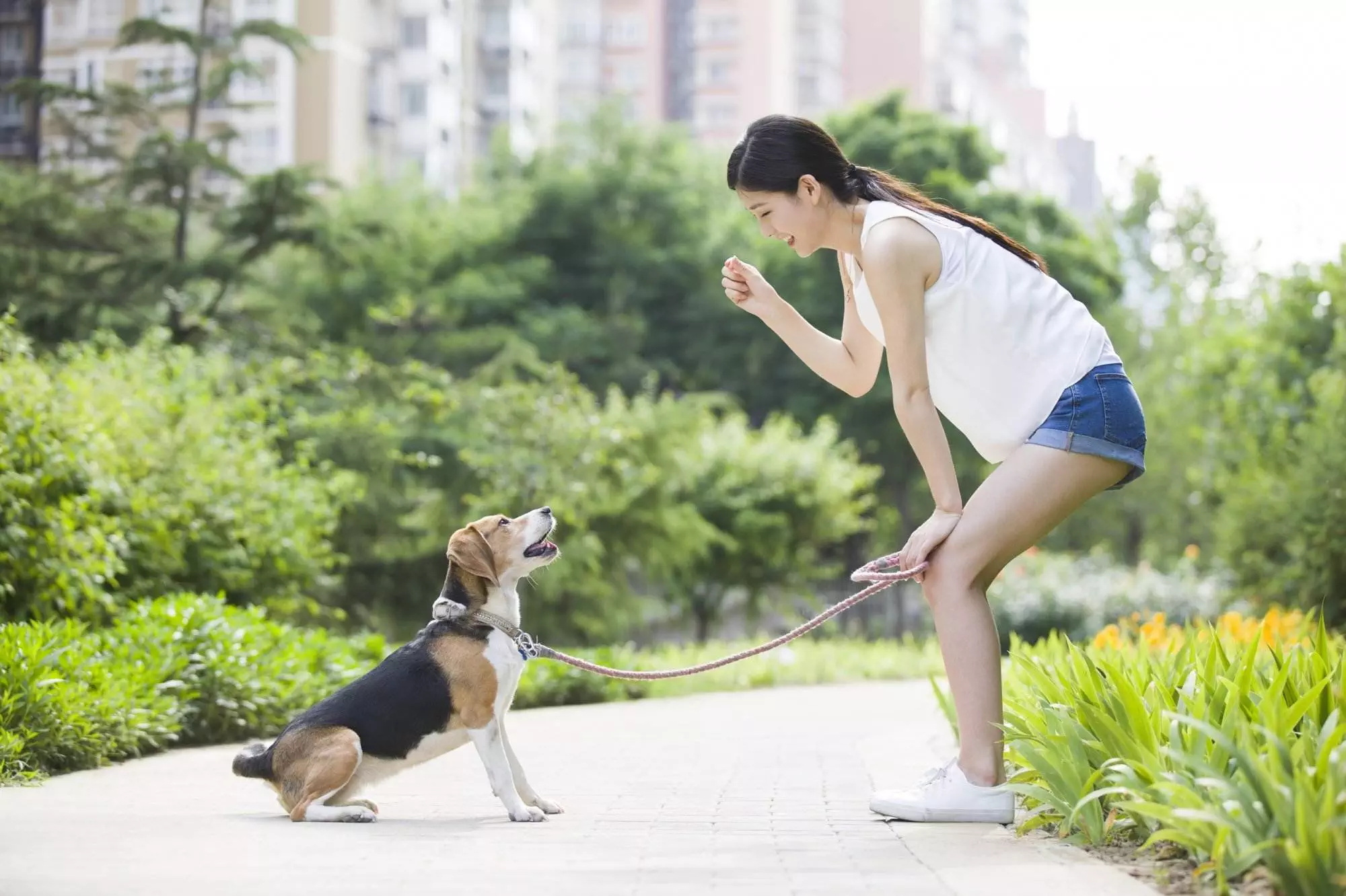Woman training beagle dog in park.