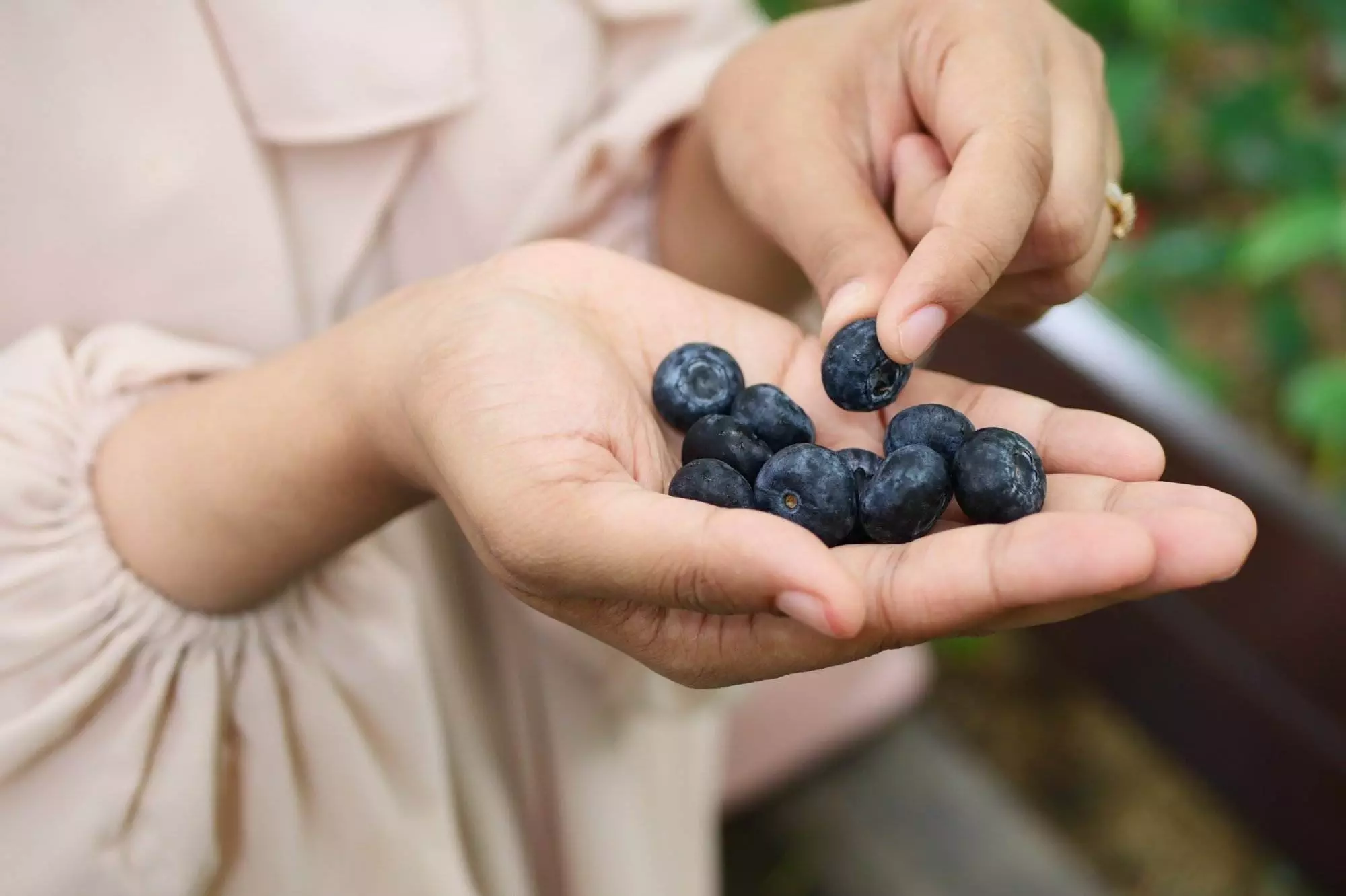Person holding fresh blueberries in hands.